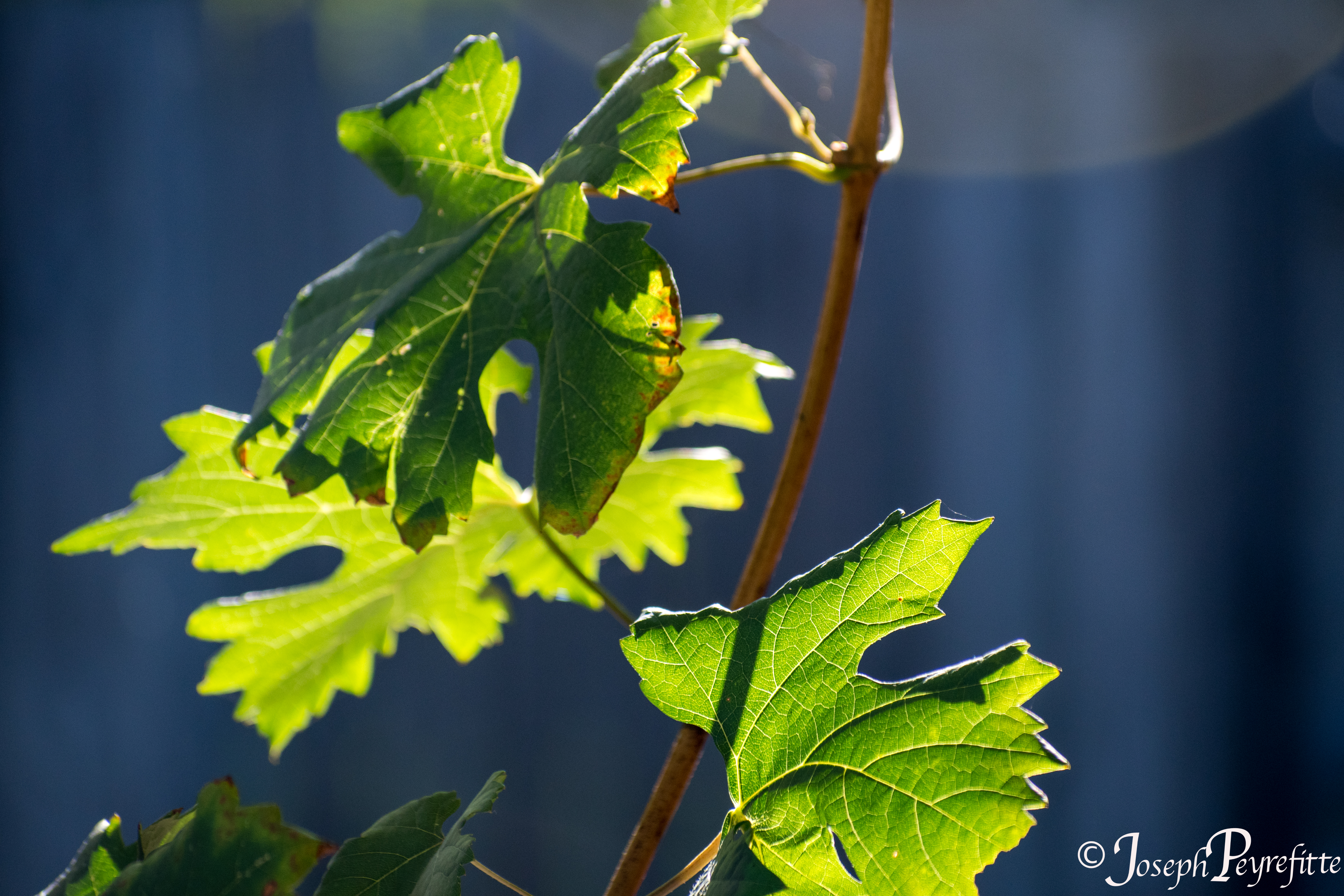 grape leaves sunlit from behind