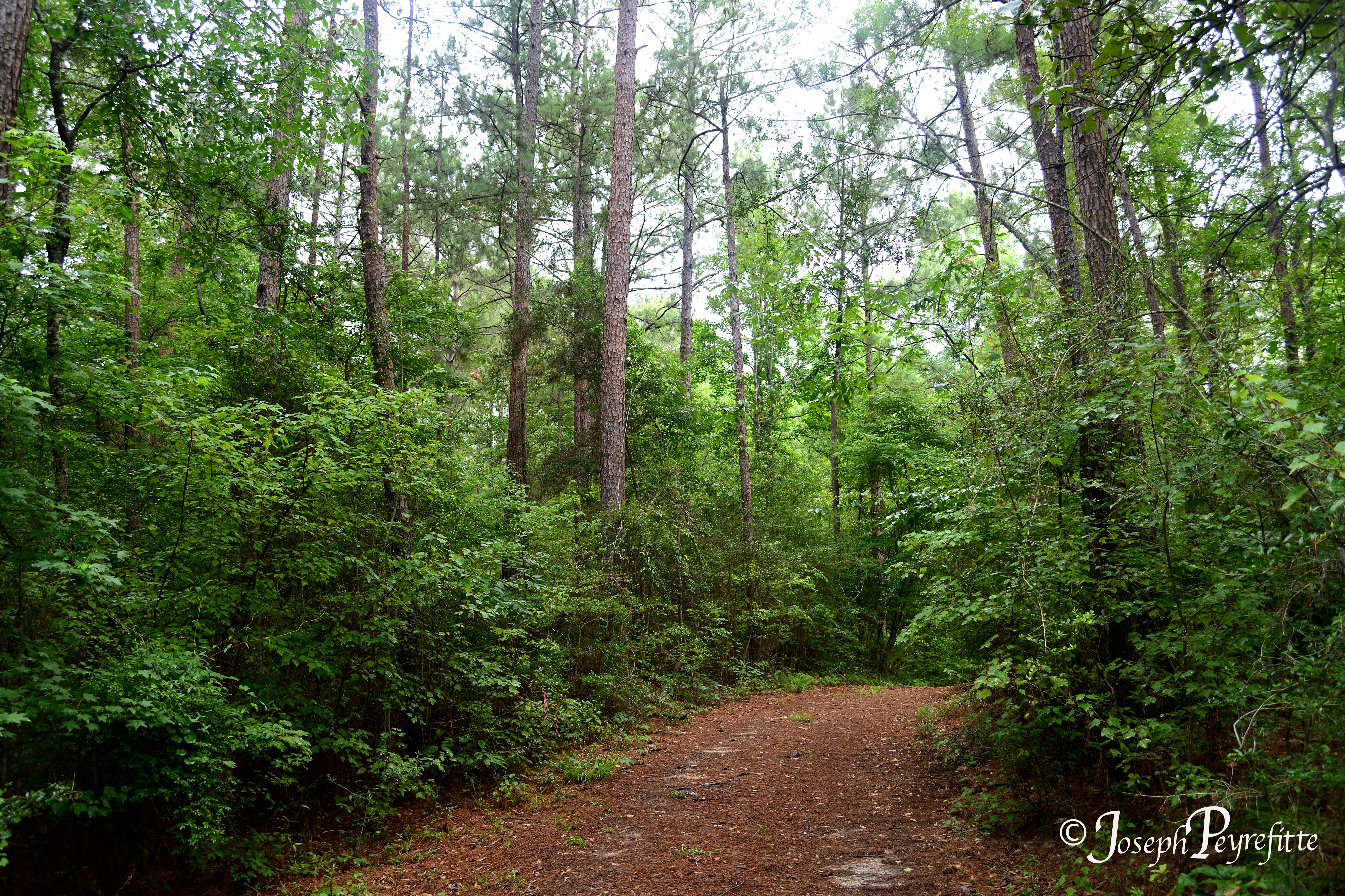 Our Faith Journeys