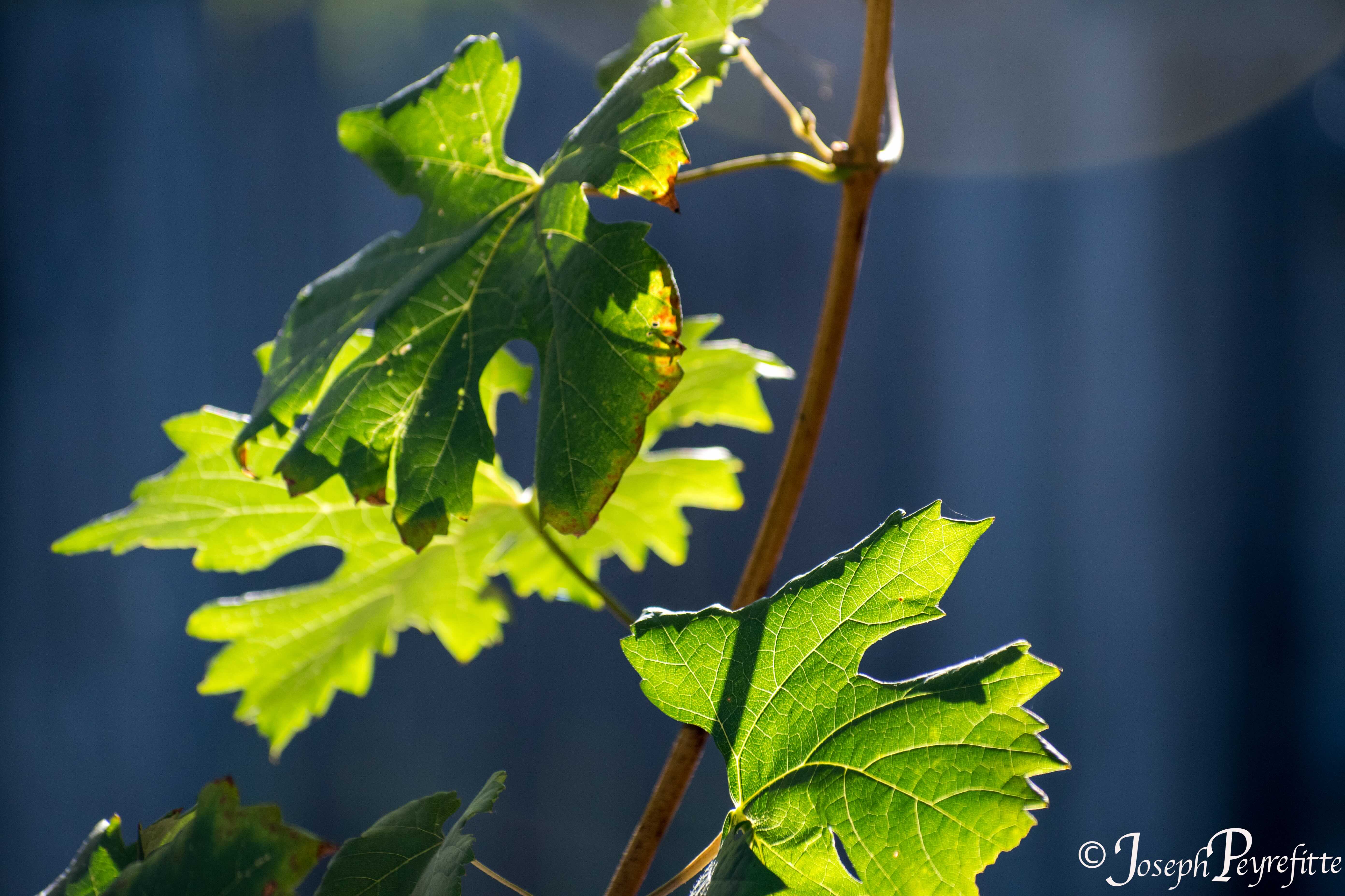 grape leaves sunlit from behind